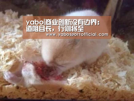 yabo|商业创新没有边界:道阻且长,行则将至(图2) 亚博体育
